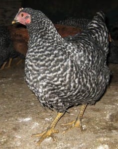 20070724-ChickensNewRockBlack2[1]