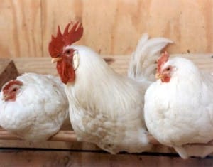 20070724-chickens02